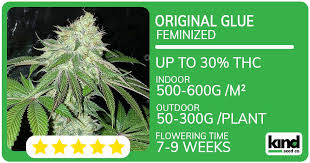 The Promising Future of Cannabis Future 1 Strain The Promising Future of Cannabis Future 1 Strain