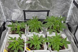 The Promising Future of Cannabis Future 1 Strain The Promising Future of Cannabis Future 1 Strain